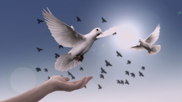 dove, hand, trust